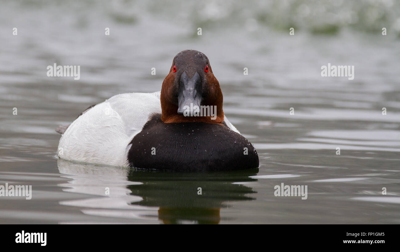 A canvas back duck cruising a pond. Stock Photo