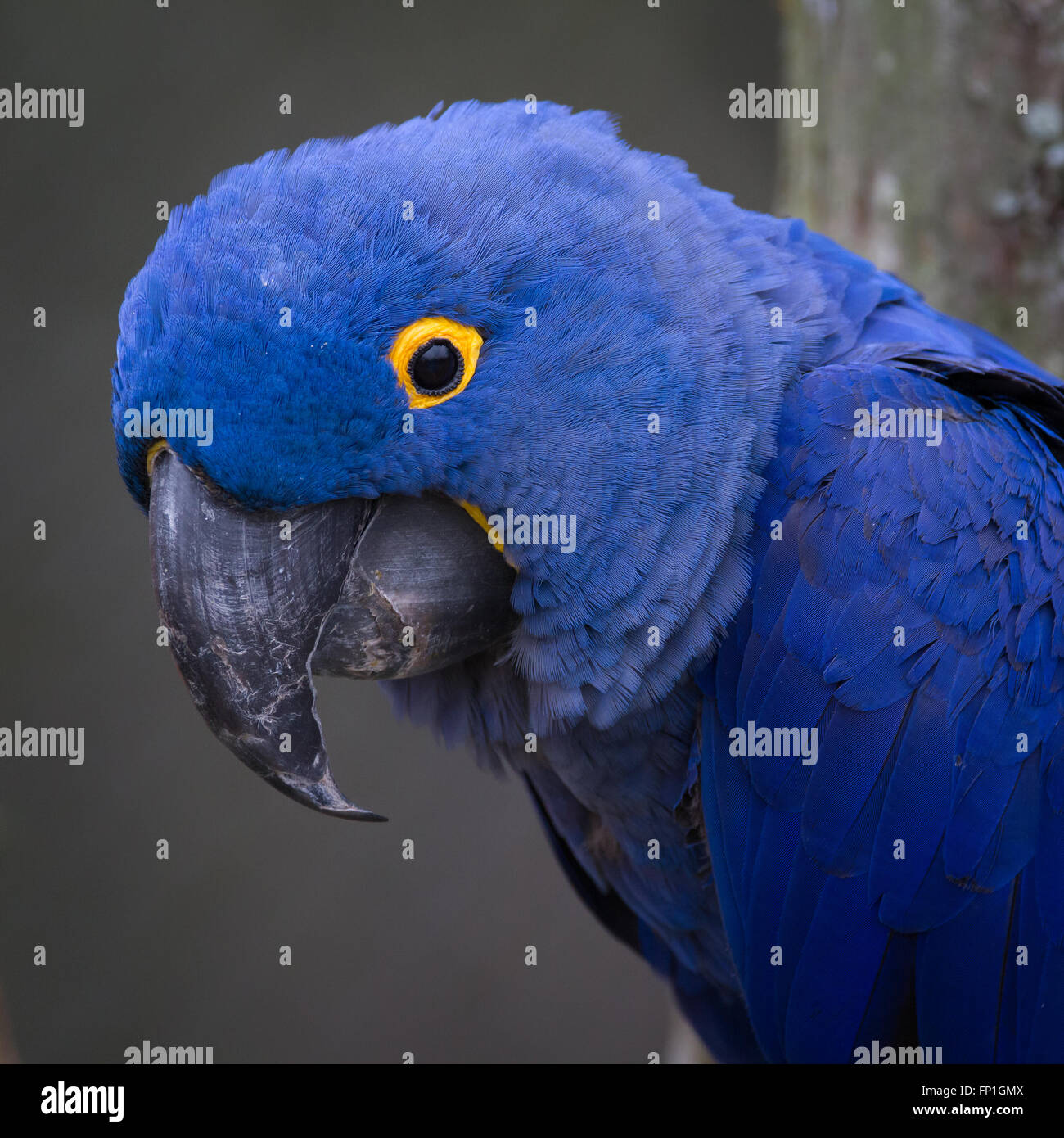 A closeup of a hyacinth macaw. Stock Photo