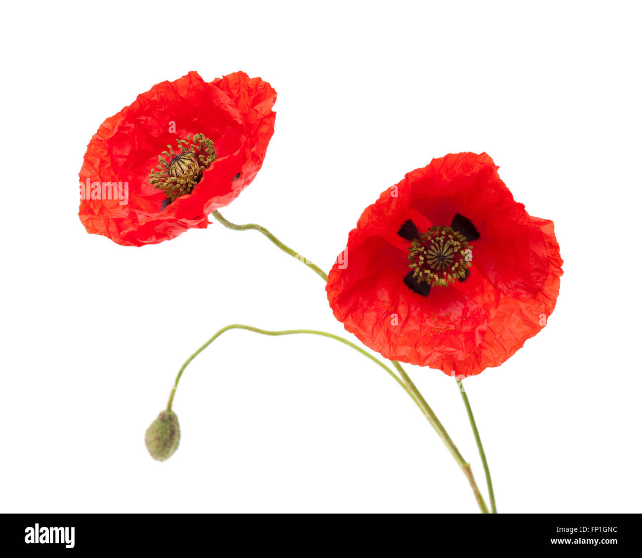 red poppy flowers isolated on white background Stock Photo - Alamy