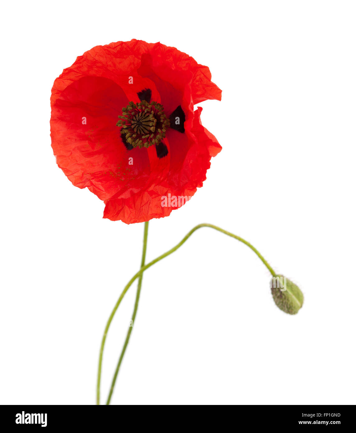 red poppy flowers isolated on white background Stock Photo - Alamy