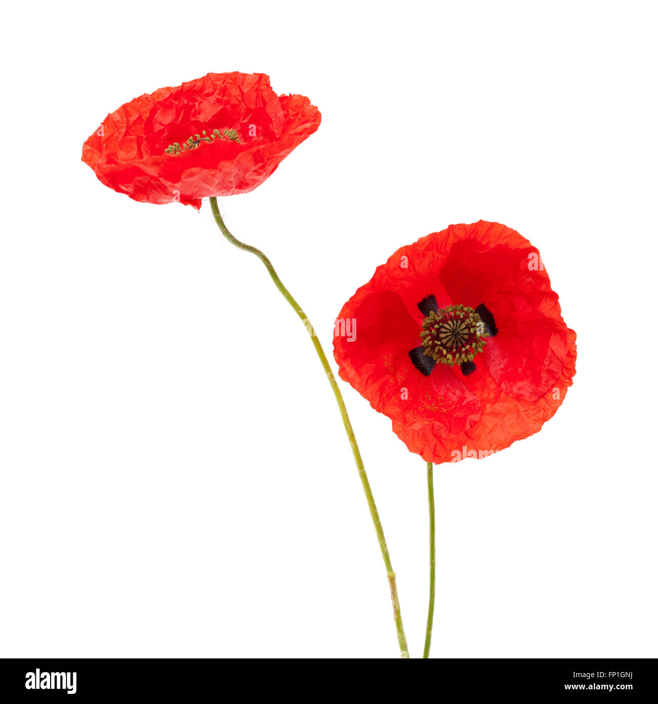red poppy flowers isolated on white background Stock Photo - Alamy