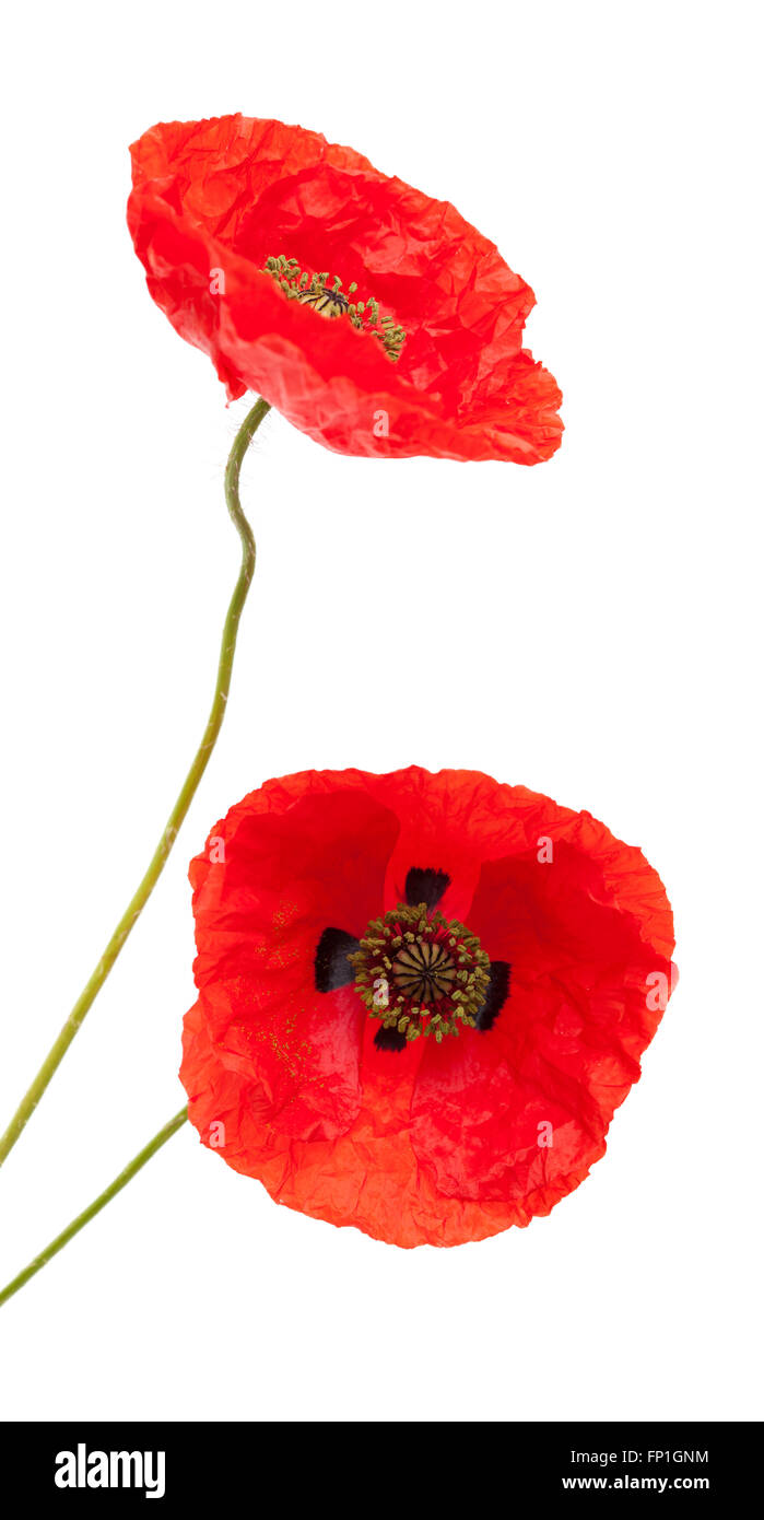 red poppy flowers isolated on white background Stock Photo - Alamy