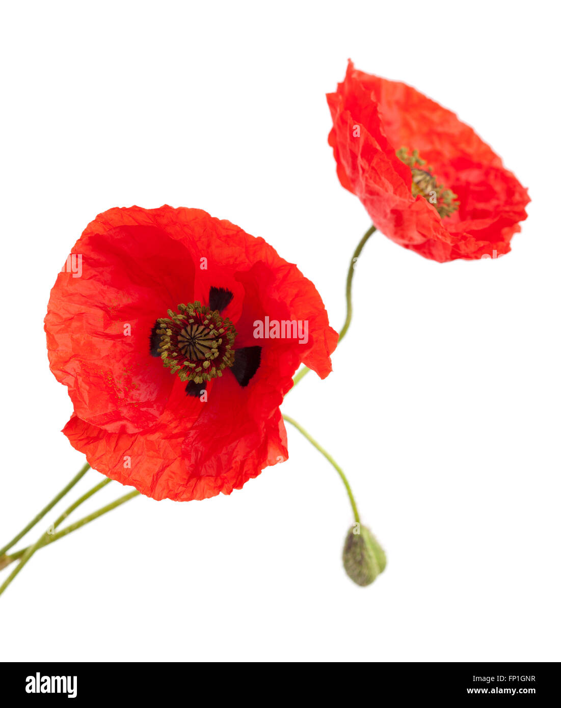 red poppy flower isolated on white background Stock Photo - Alamy