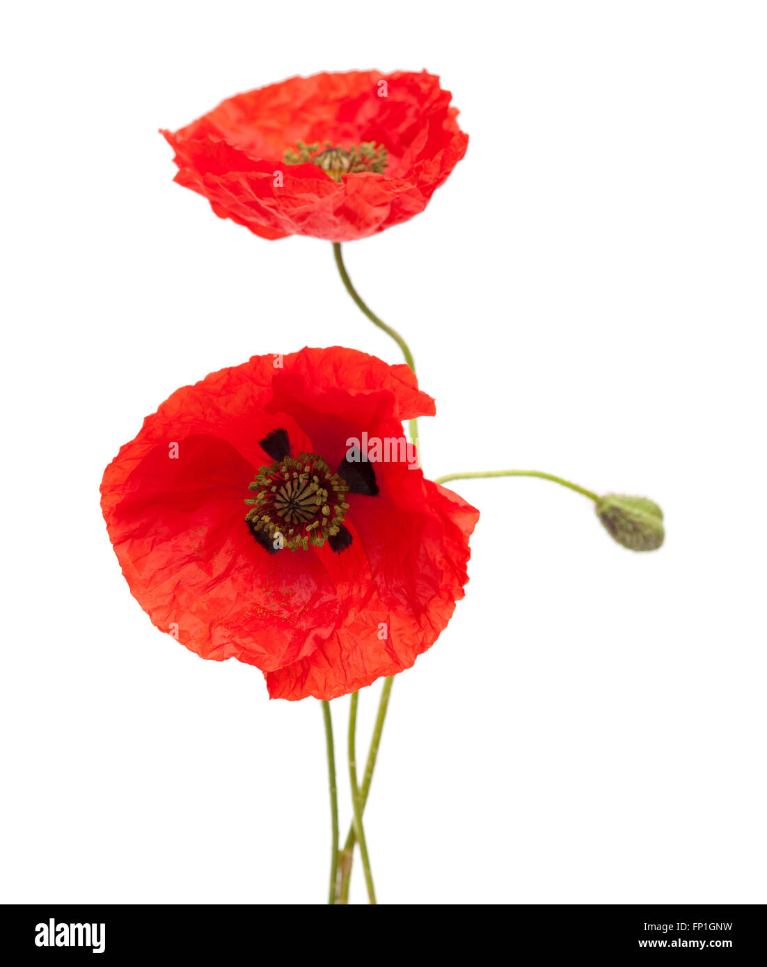 red poppy flowers isolated on white background Stock Photo - Alamy