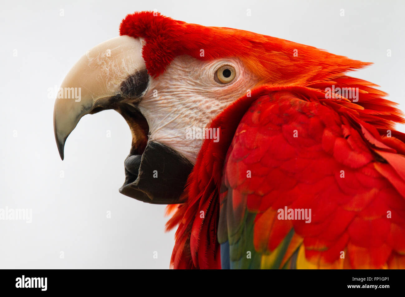 A scarlet macaw opening his strong beak Stock Photo Alamy
