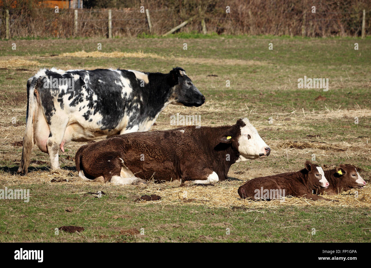 Cows and calves grazing in an English Meadow Stock Photo Alamy