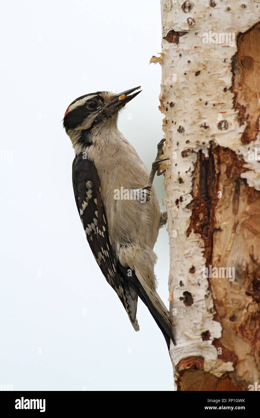Downy woodpecker at log feeder Stock Photo