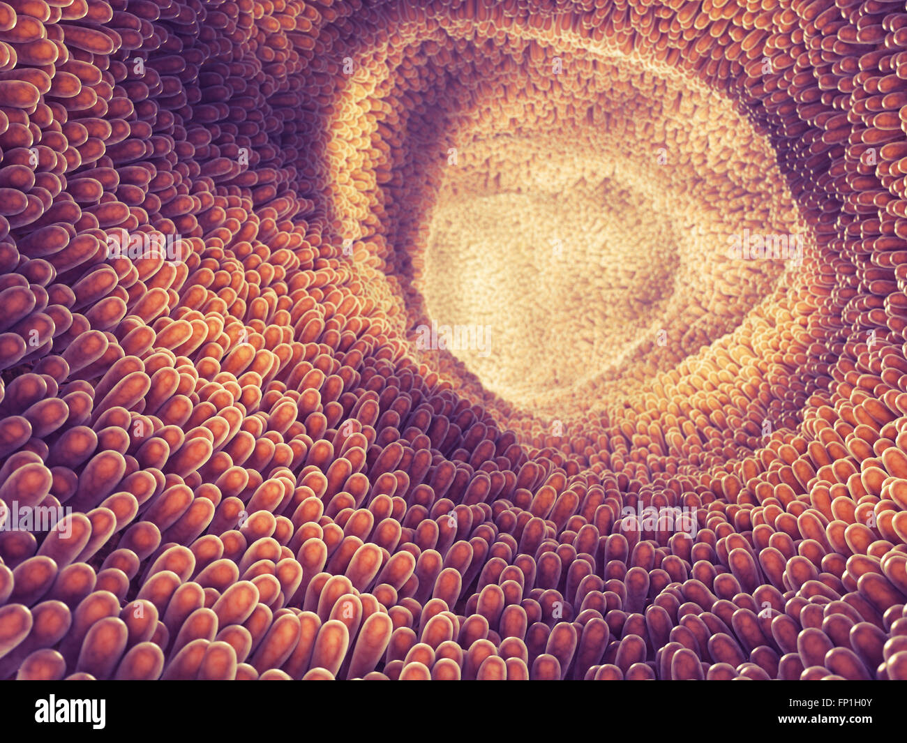 Intestine lining and villi , Food digestion and absorption , Intestinal villus Stock Photo