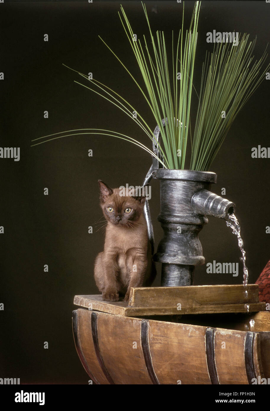 Burmese kitten Stock Photo