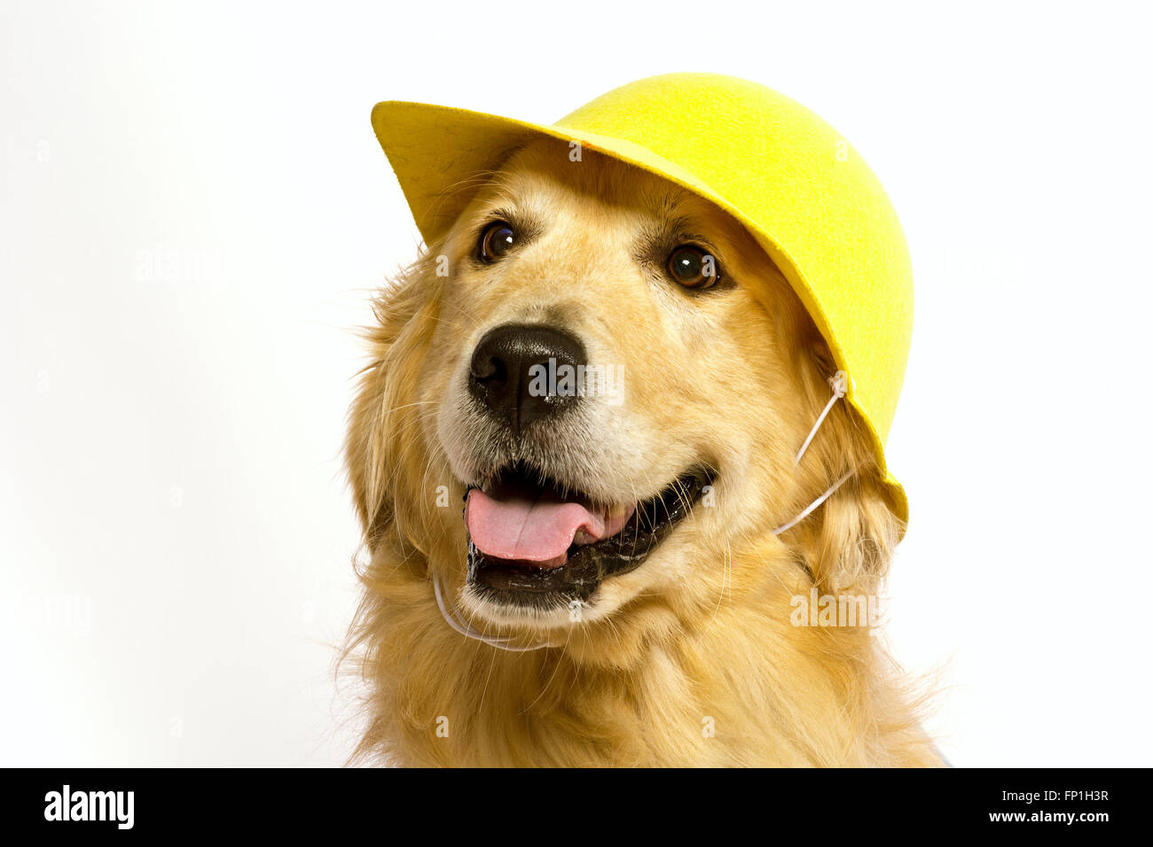 construction worker dog Stock Photo