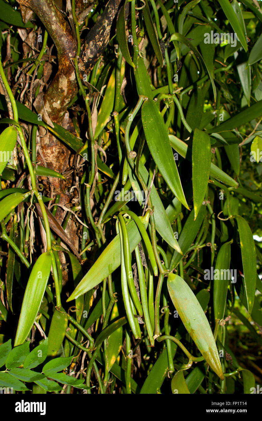 Vanilla plantation, tahiti hires stock photography and images Alamy