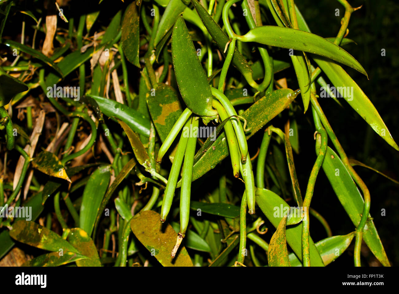 Vanilla bean pods growing, Tahiti, Moorea, French Polynesia, Pacific