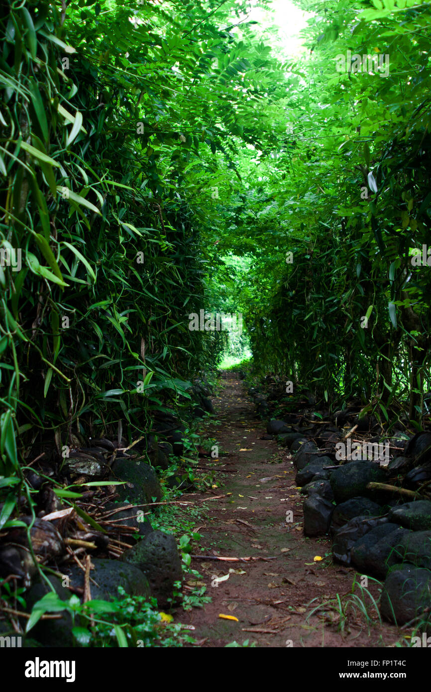 A wall of vanilla bean plants growing, Tahiti, Moorea, French Polynesia
