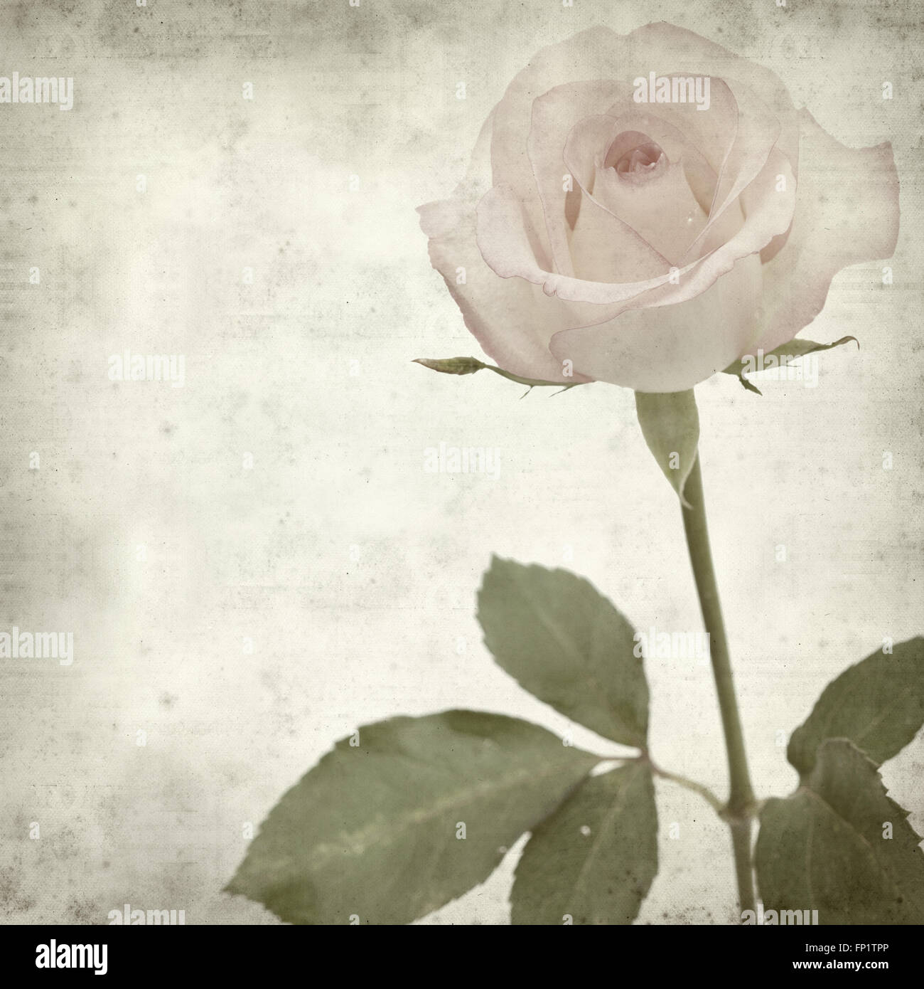 Rusty Paper Roses Backround textured old paper background with pale pink rose flower Stock Photo ...