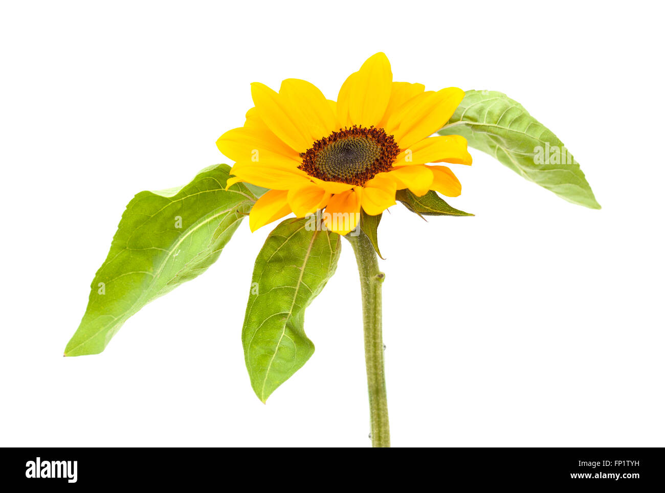 bright yellow sunflower isolated on white background Stock Photo - Alamy