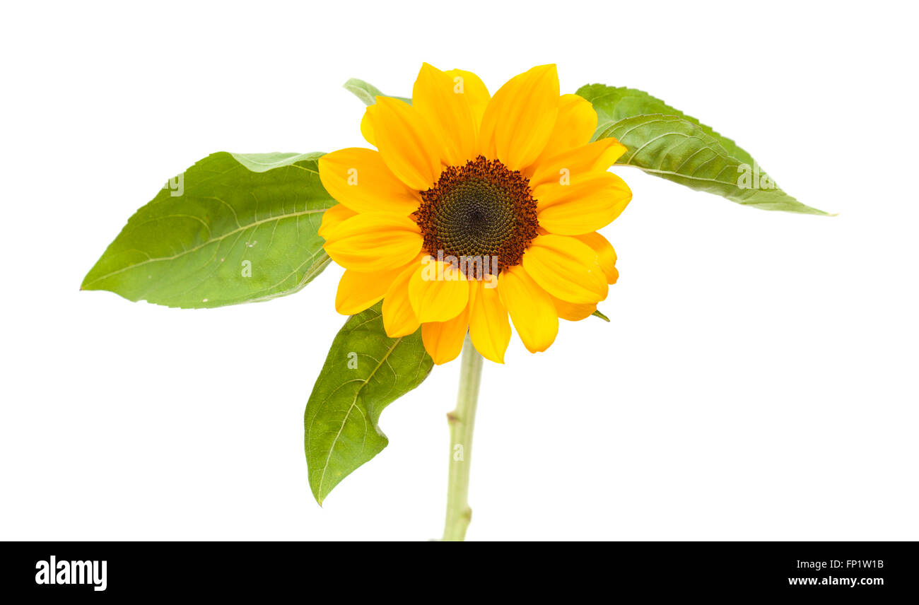 bright yellow sunflower isolated on white background Stock Photo - Alamy
