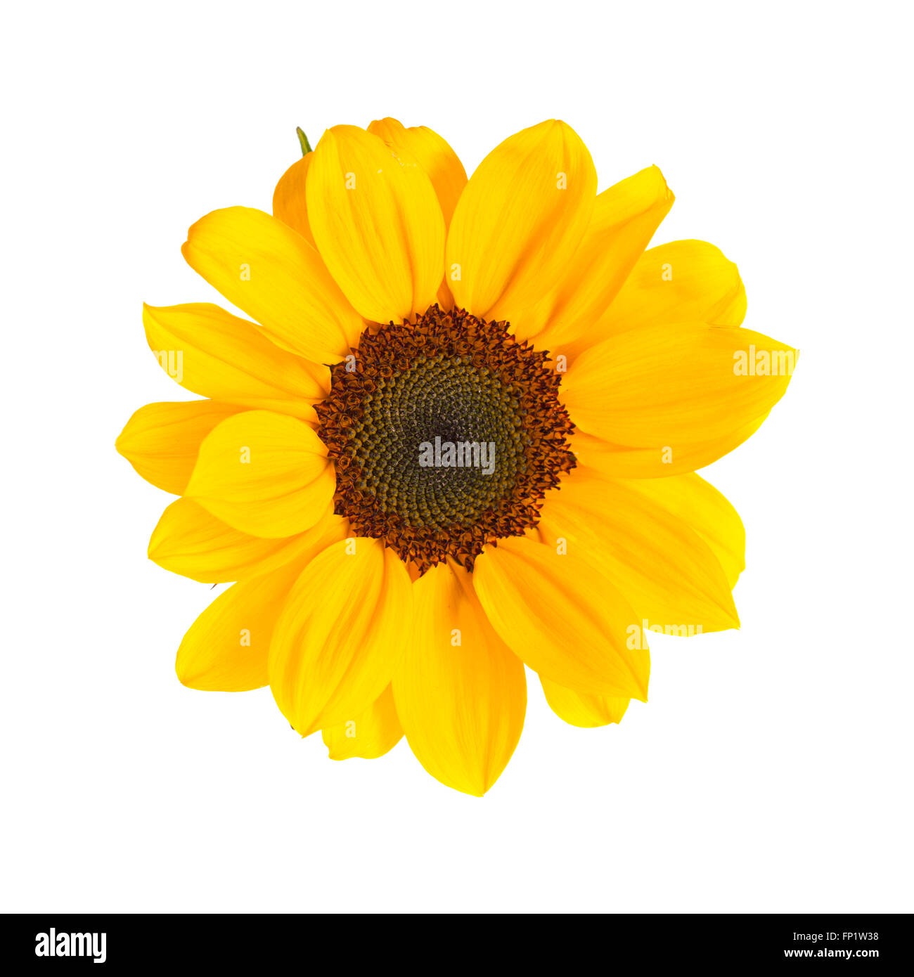 bright yellow sunflower isolated on white background Stock Photo - Alamy