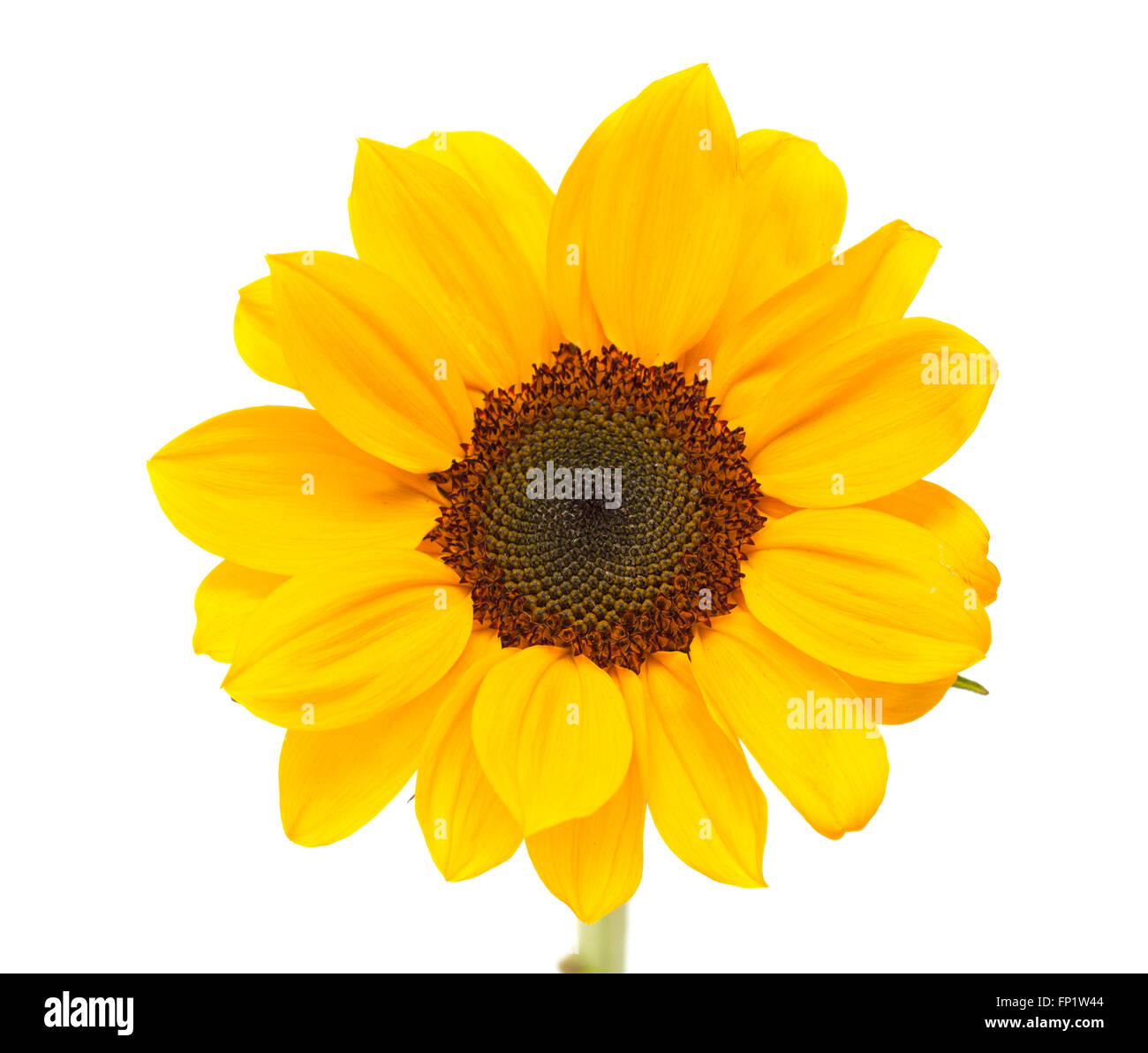 bright yellow sunflower isolated on white background Stock Photo - Alamy