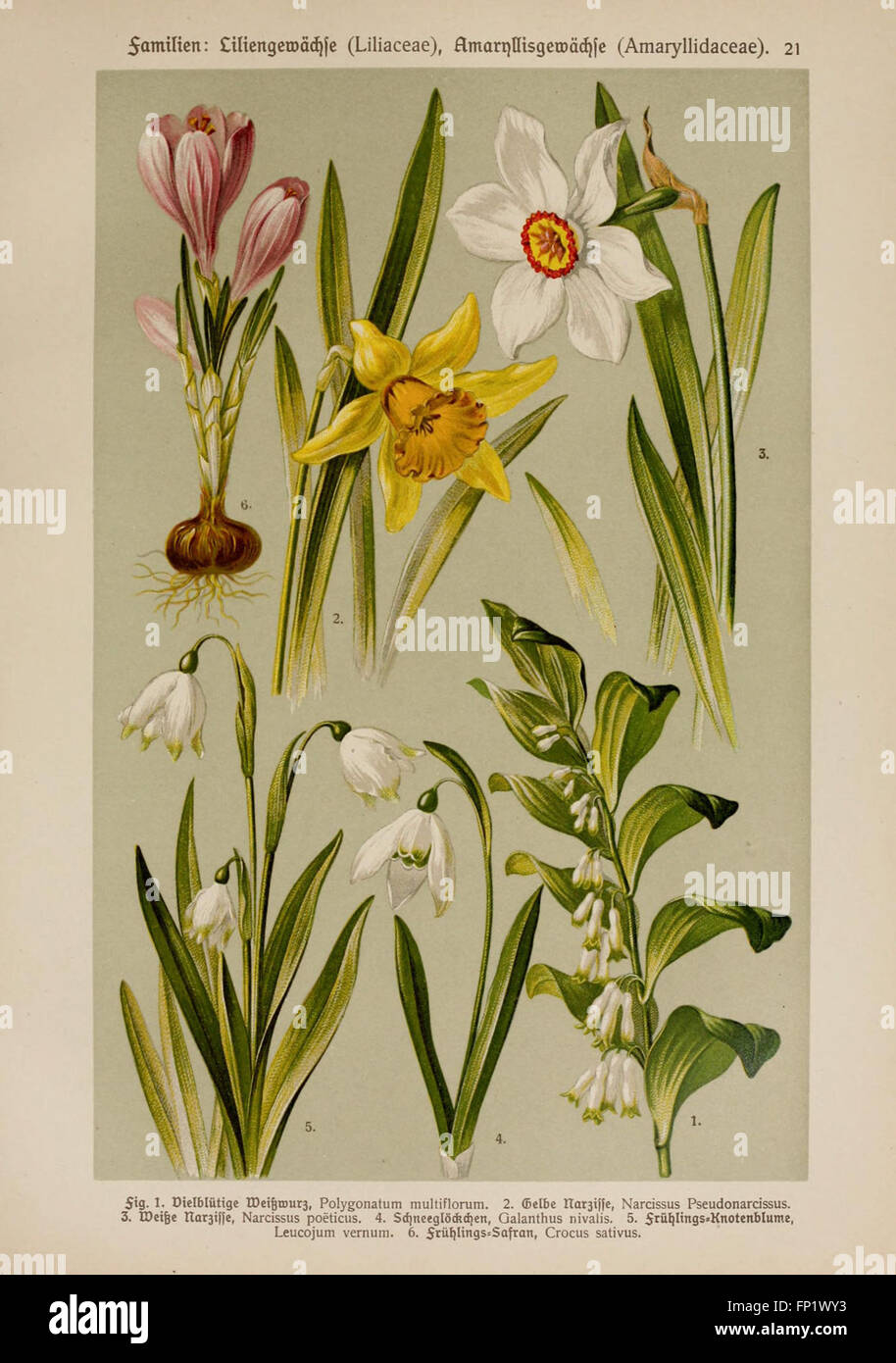 Hoffmann-Dennert botanischer Bilderatlas (Taf. 21) Stock Photo