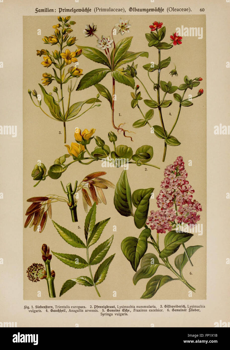 This botanical atlas, illustrated by Hoffmann-Dennert, features ...