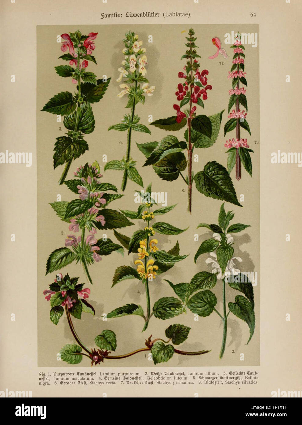 Hoffmann-Dennert botanischer Bilderatlas (Taf. 64) Stock Photo