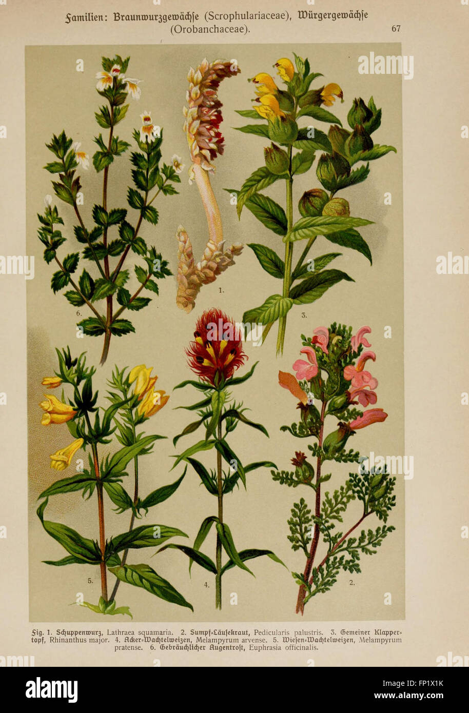 A botanical atlas by Hoffmann-Dennert, showcasing detailed ...