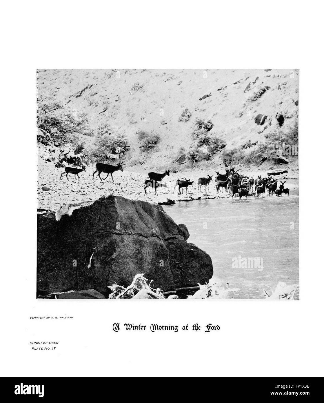 Hoofs, claws and antlers of the Rocky Mountains, by the camera (Bunch