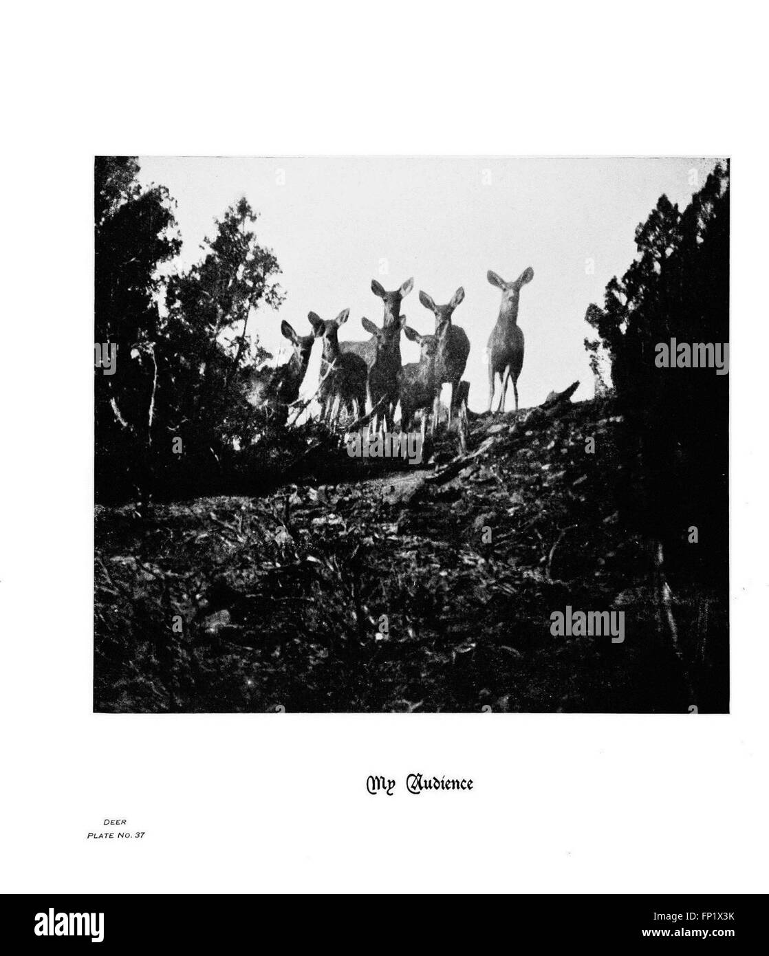 Hoofs, claws and antlers of the Rocky Mountains, by the camera (Deer