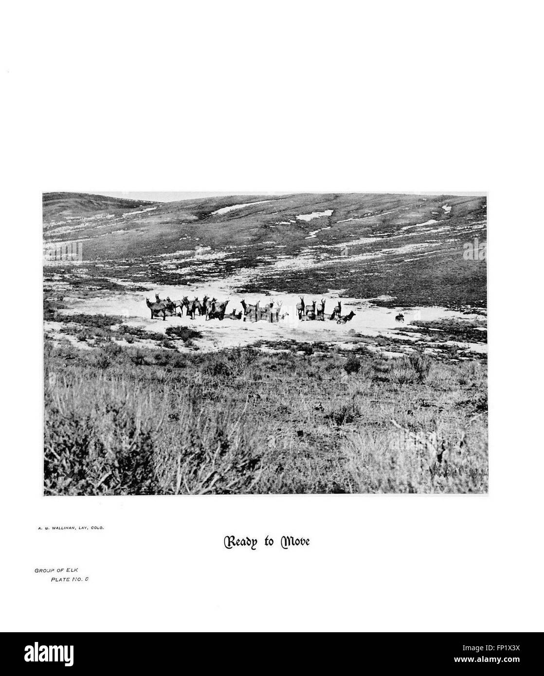 Hoofs, claws and antlers of the Rocky Mountains, by the camera (Group