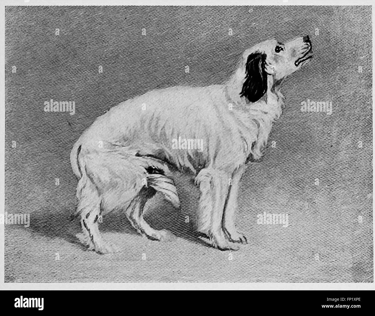 Kennel diseases; their symptoms, nature, causes, and treatment (1924 Stock Photo Alamy