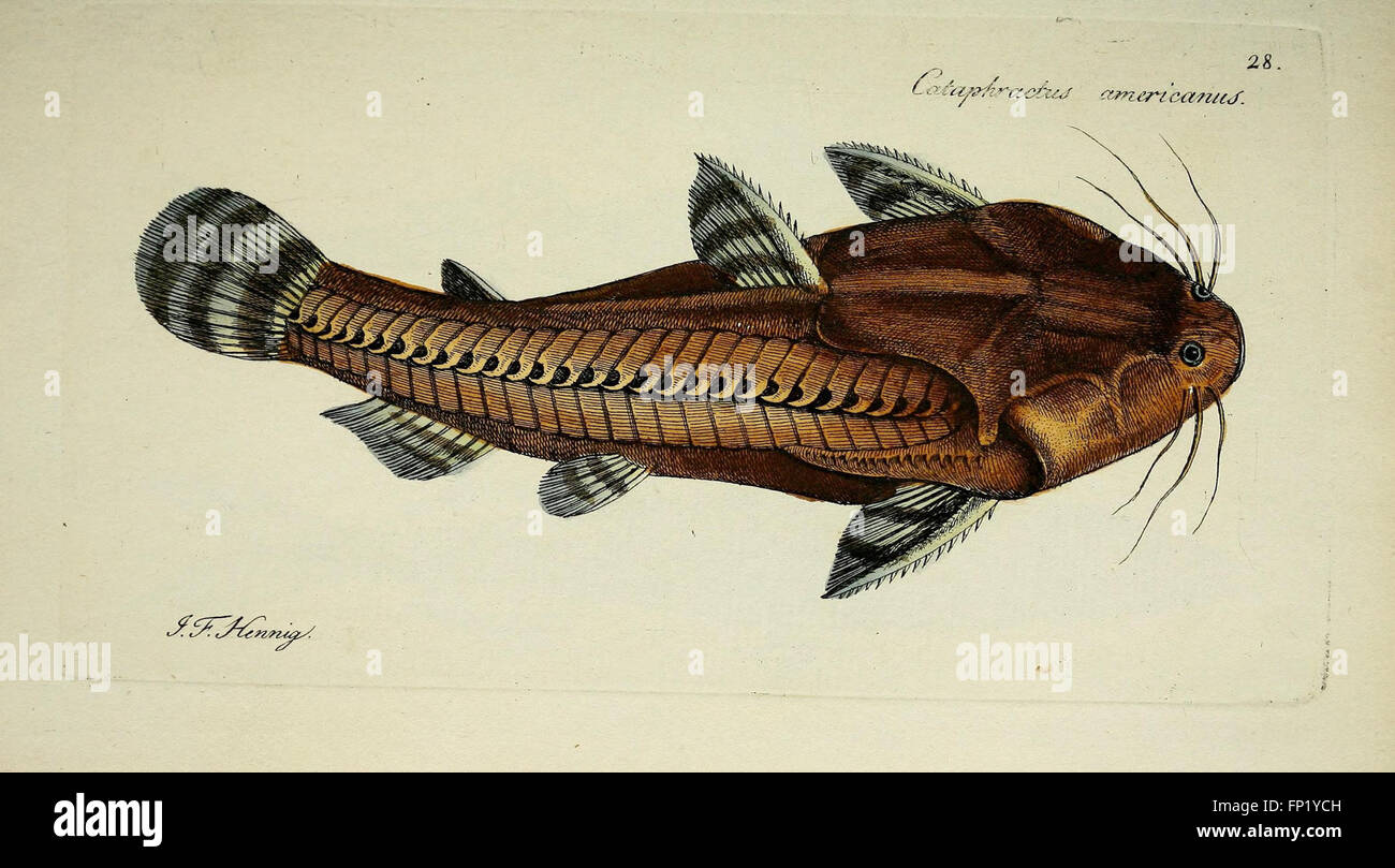 This scientific work by M.E. Blochii presents the 'Systema ...