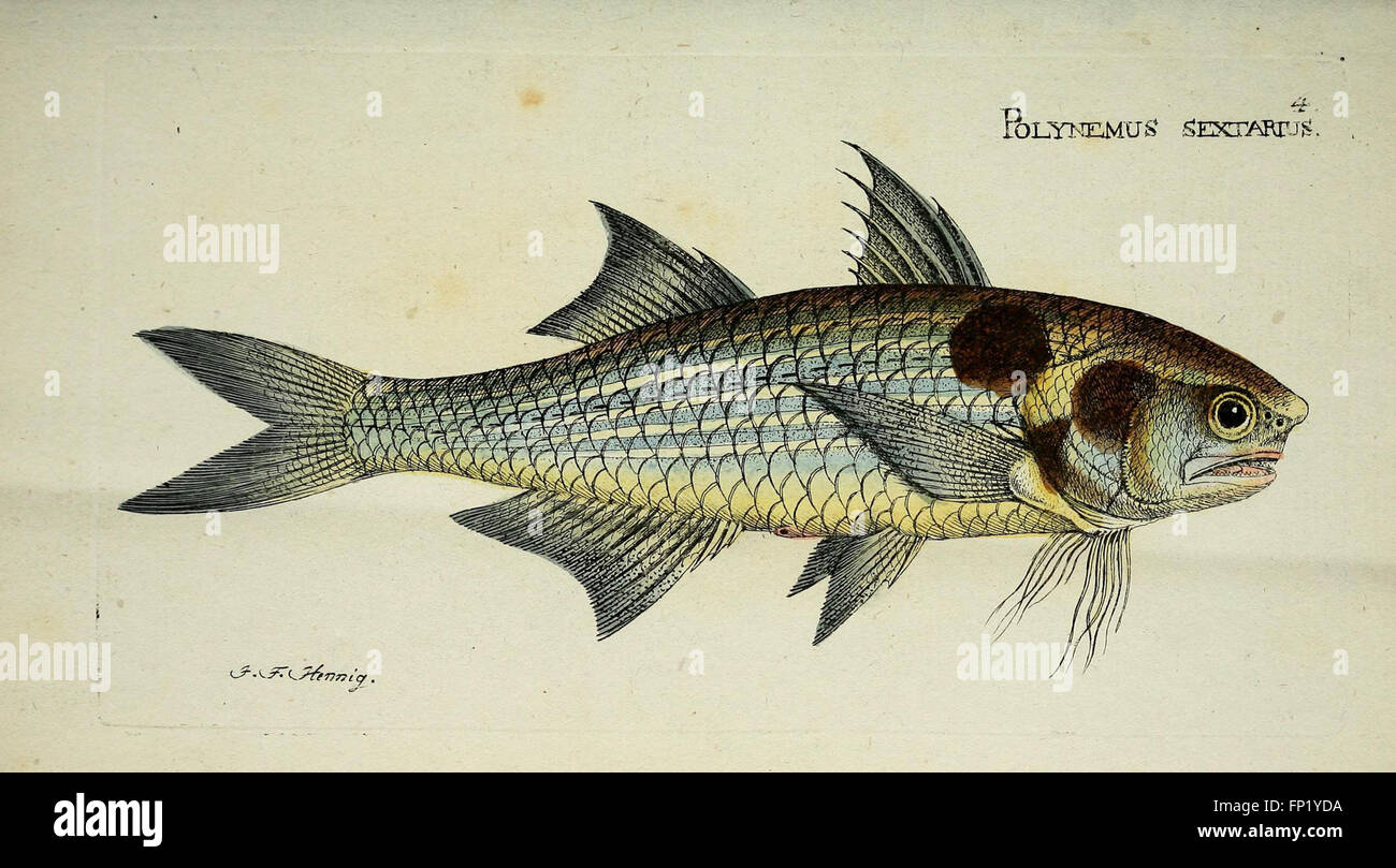 This work by M.E. Blochii provides a systematic study of fish species ...