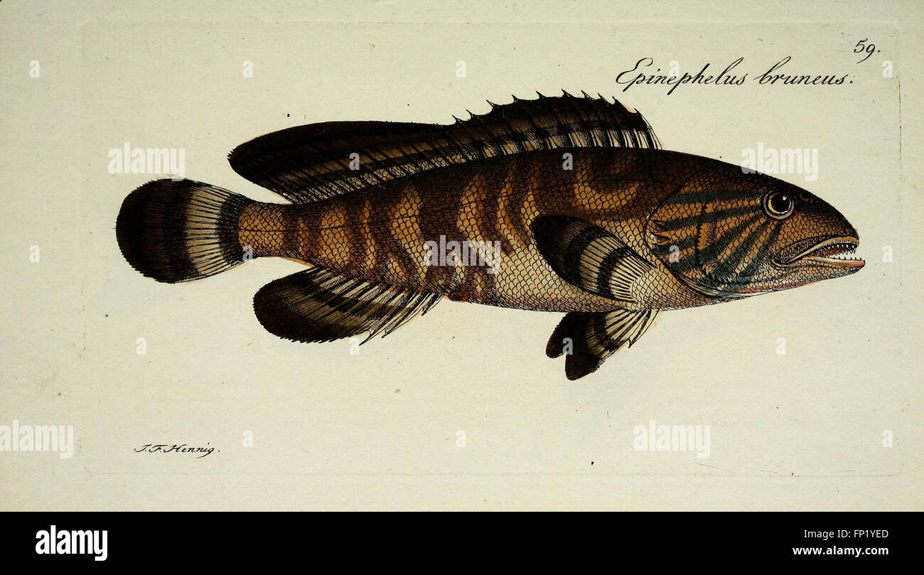 This 18th-century work by M.E. Bloch is a detailed study of fish ...
