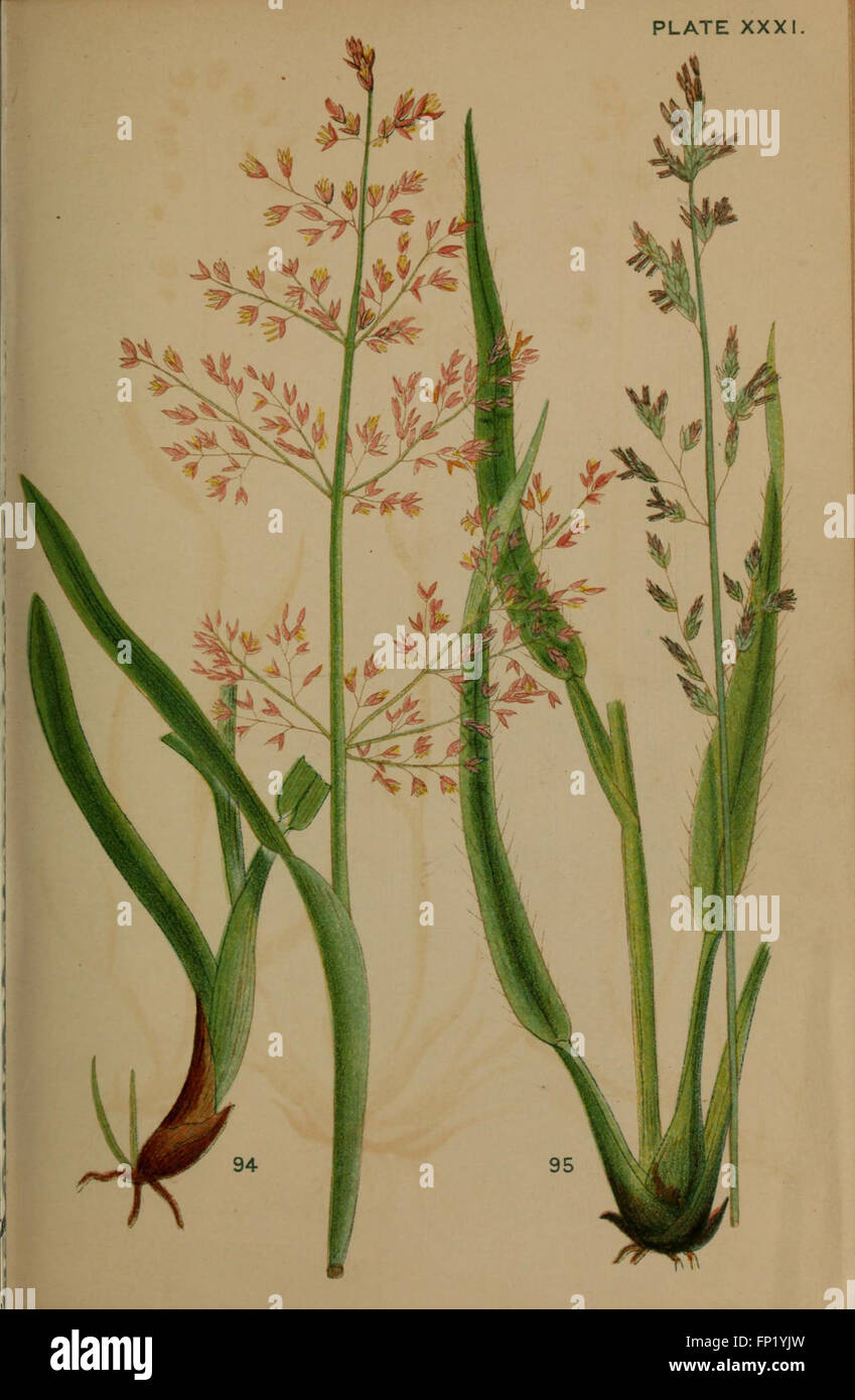 Manual of British grasses (Plate XXXI) Stock Photo