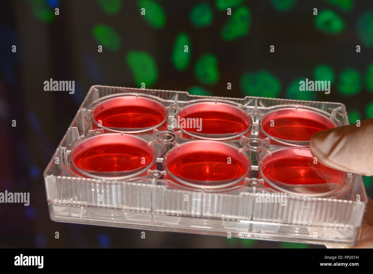 Well plate with culture medium. Cell technologies in biological research. Stock Photo