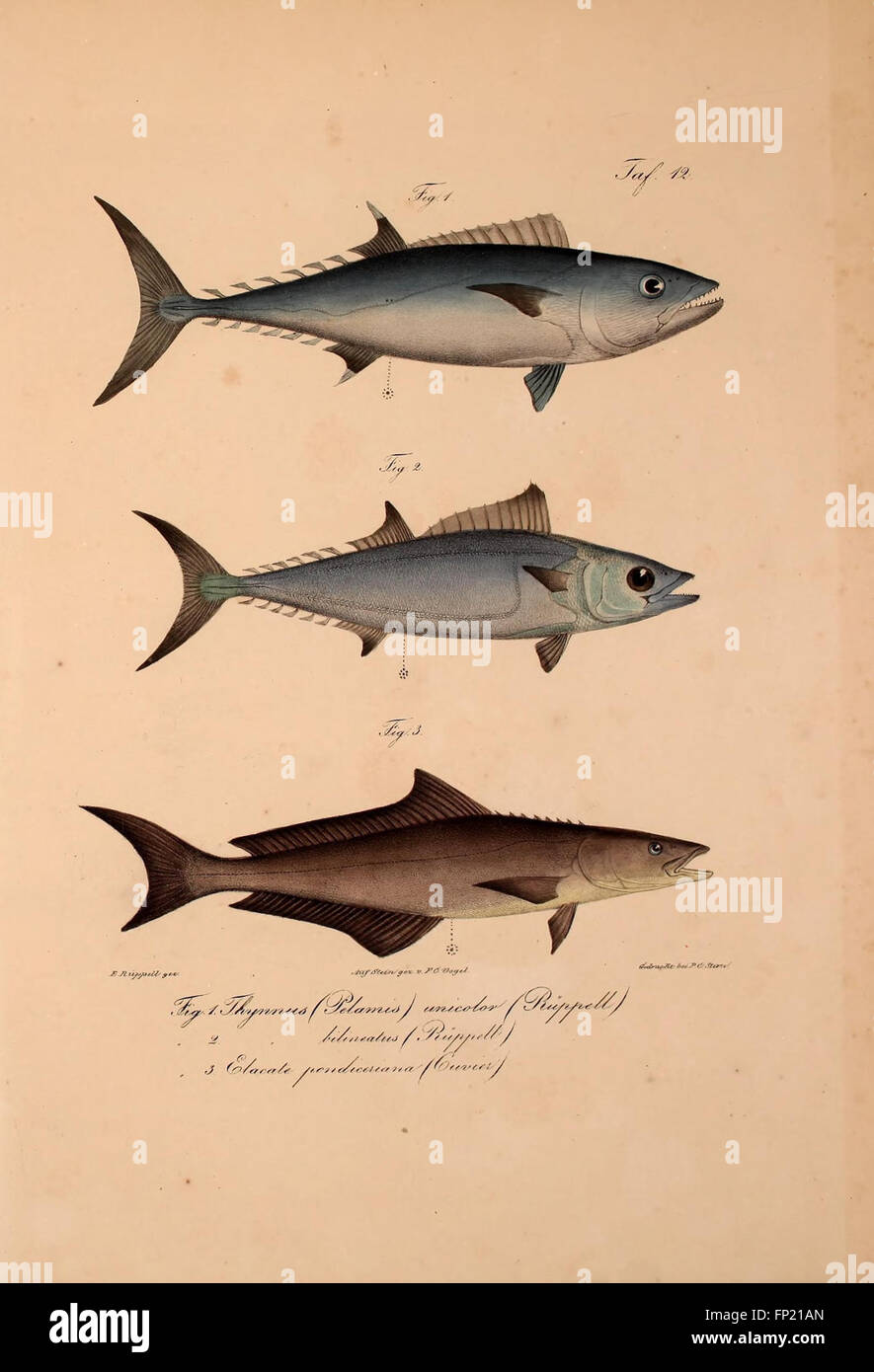 This work details new vertebrate species discovered in the fauna of ...
