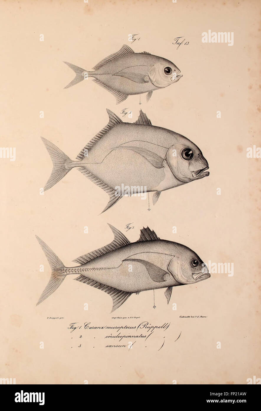 This scientific work introduces new vertebrate species belonging to the ...