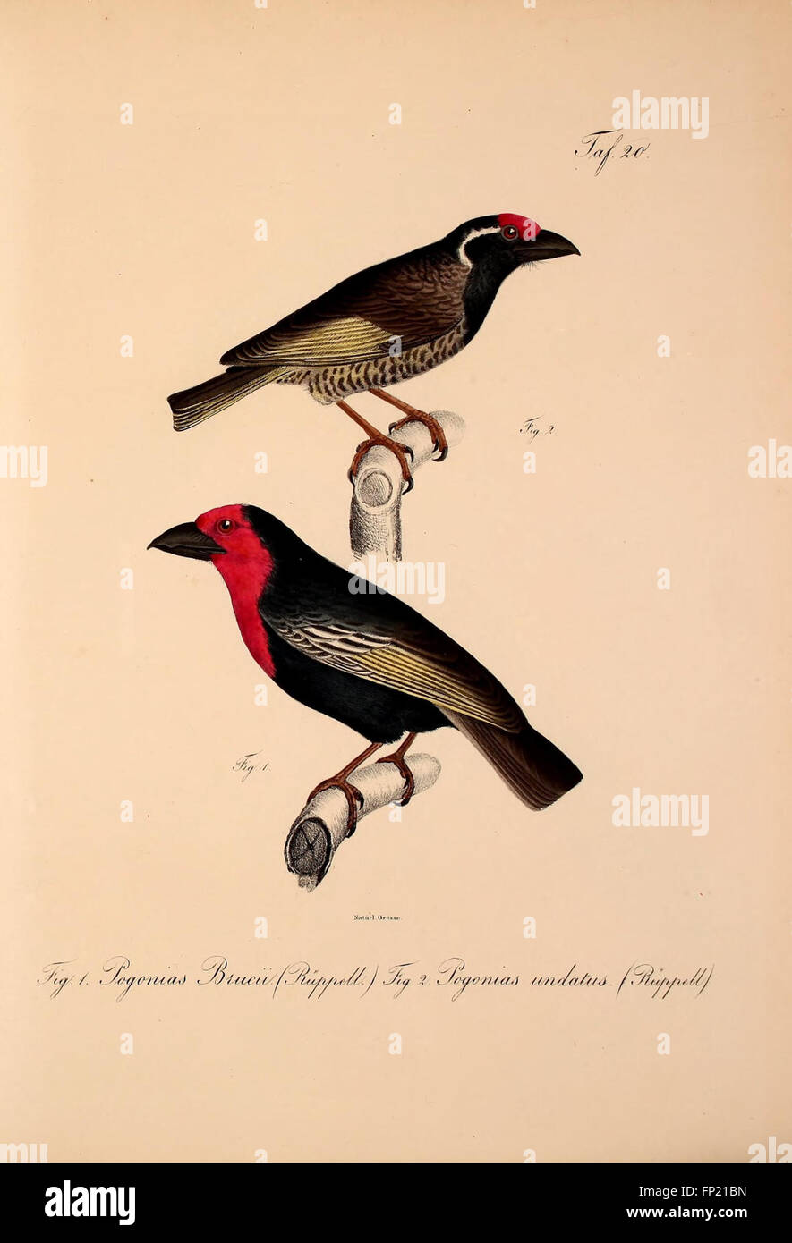 This work presents new findings on vertebrates from the fauna of ...