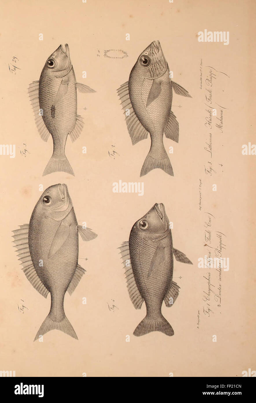 A German publication detailing newly discovered vertebrates of ...