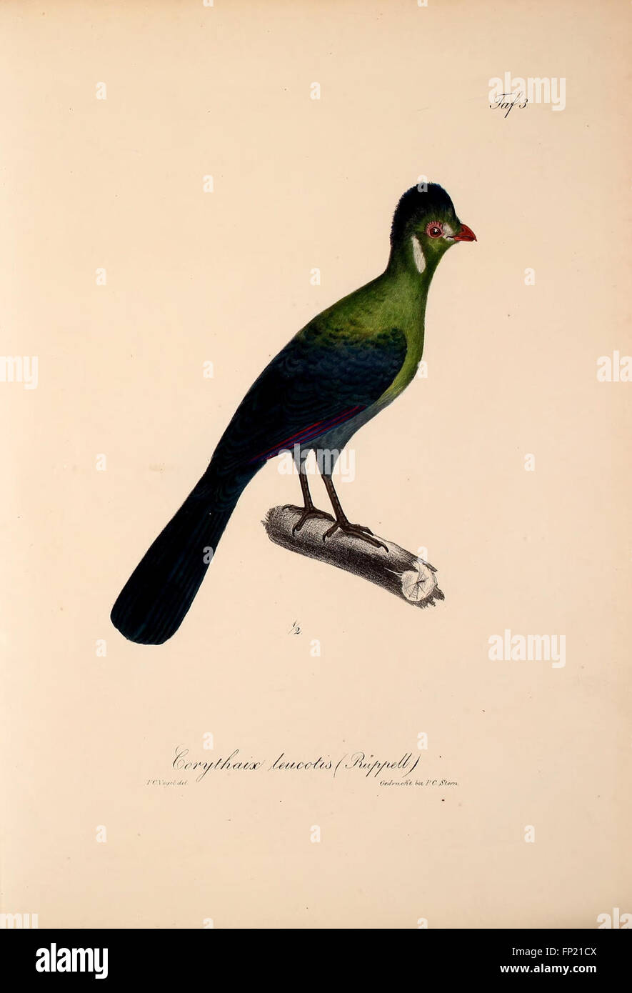 This German work focuses on the new vertebrate species discovered in ...