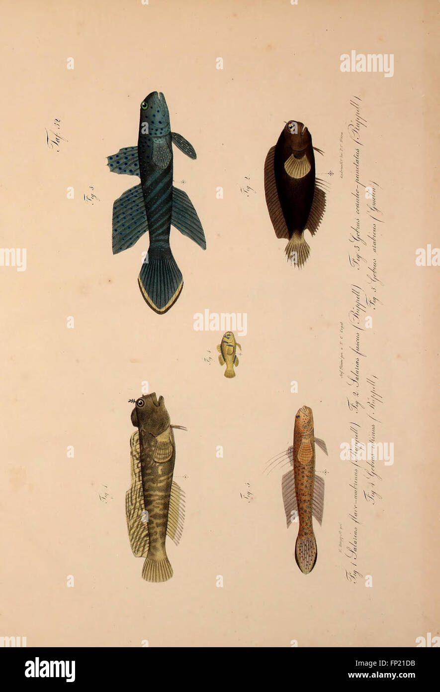 This work presents new vertebrate species from the fauna of Abyssinia ...