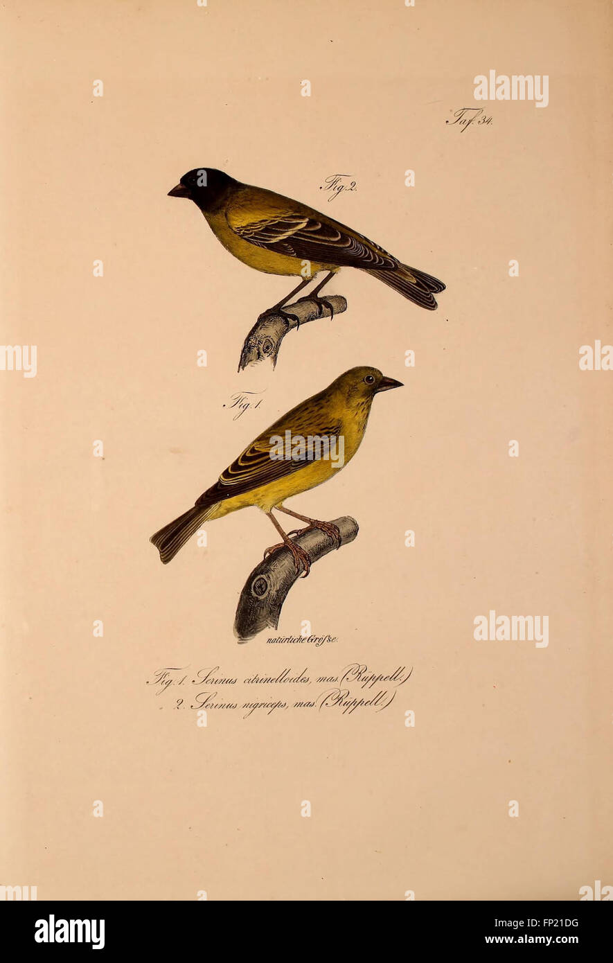 This work introduces new vertebrate species from Abyssinia (Ethiopia ...