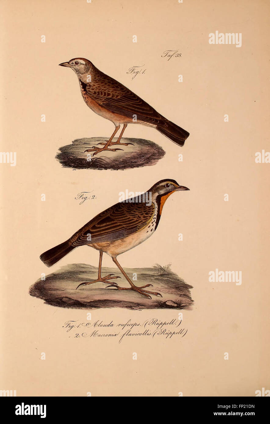 This work focuses on newly discovered vertebrates in the fauna of ...