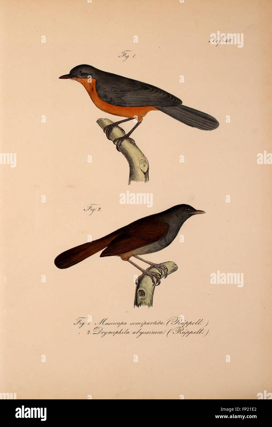 Abyssinian Torbies 'Neue Wirbelthiere zu der Fauna von Abyssinien gehörig' (New ...