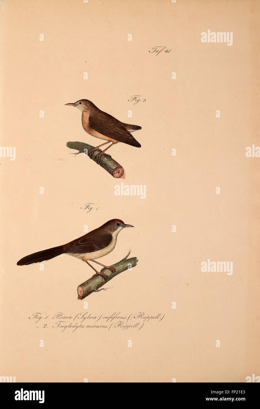 This work focuses on the discovery and description of new vertebrate ...