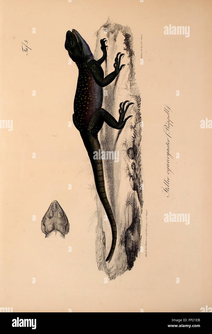 A 19th-century work detailing new vertebrate species discovered in ...