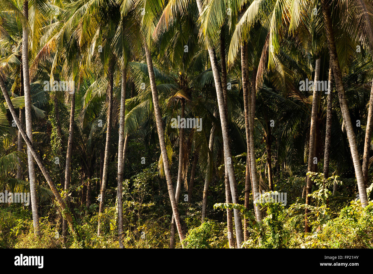 Jungle hires stock photography and images Alamy