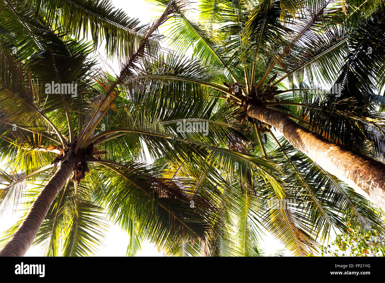 Tall coconut tree hires stock photography and images Alamy