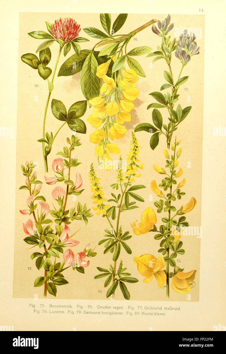 Vegetation classification hi-res stock photography and images - Alamy