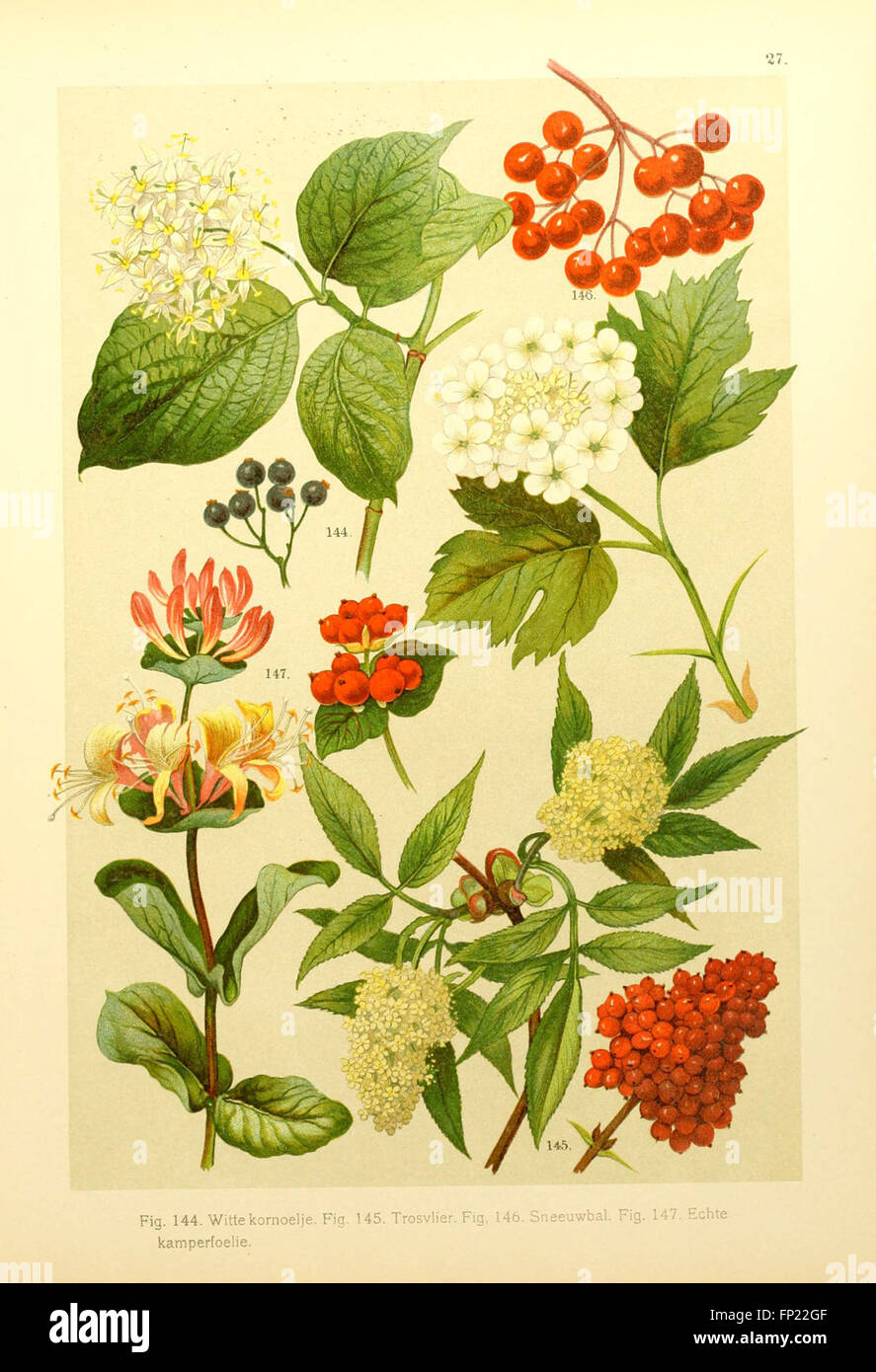 Focus on specific botanical features hi-res stock photography and ...